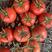 苍南硬粉西红柿货源充足量大从优保证质量现摘现发