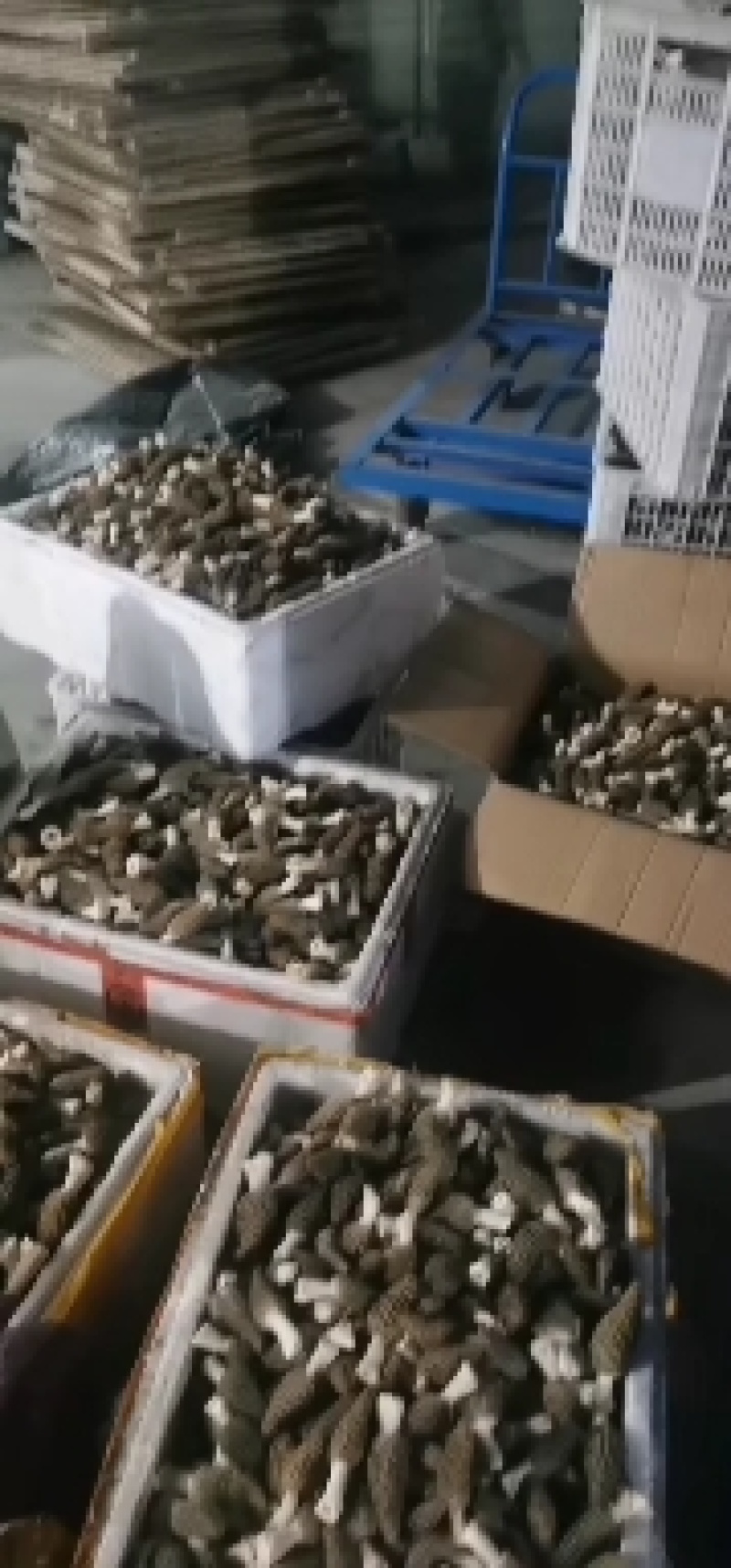 2022年新货，优质羊肚菌，自产自销，产地直供，物美价廉