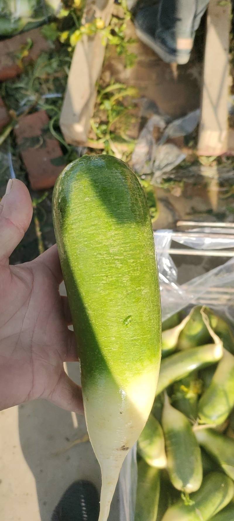水果萝卜