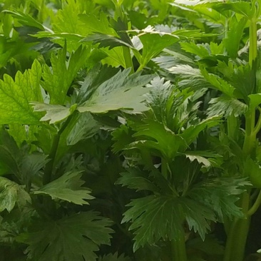 法国皇后，玻璃脆西芹，大中颗，保证质量