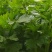 法国皇后，玻璃脆西芹，大中颗，保证质量