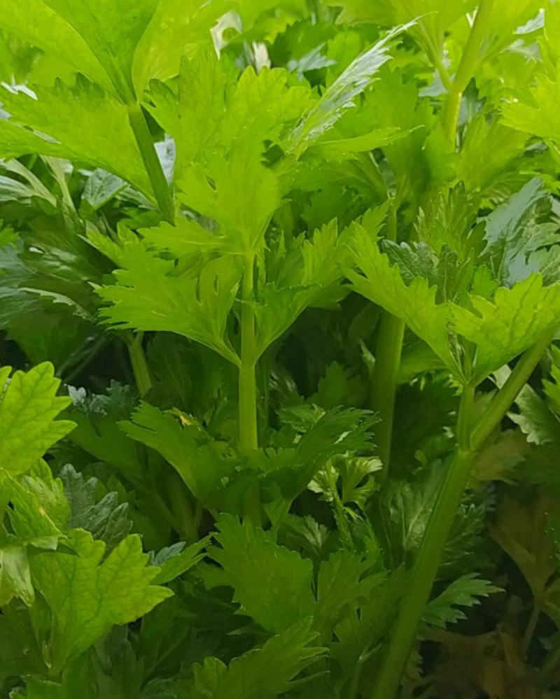 法国皇后，玻璃脆西芹，大中颗，保证质量