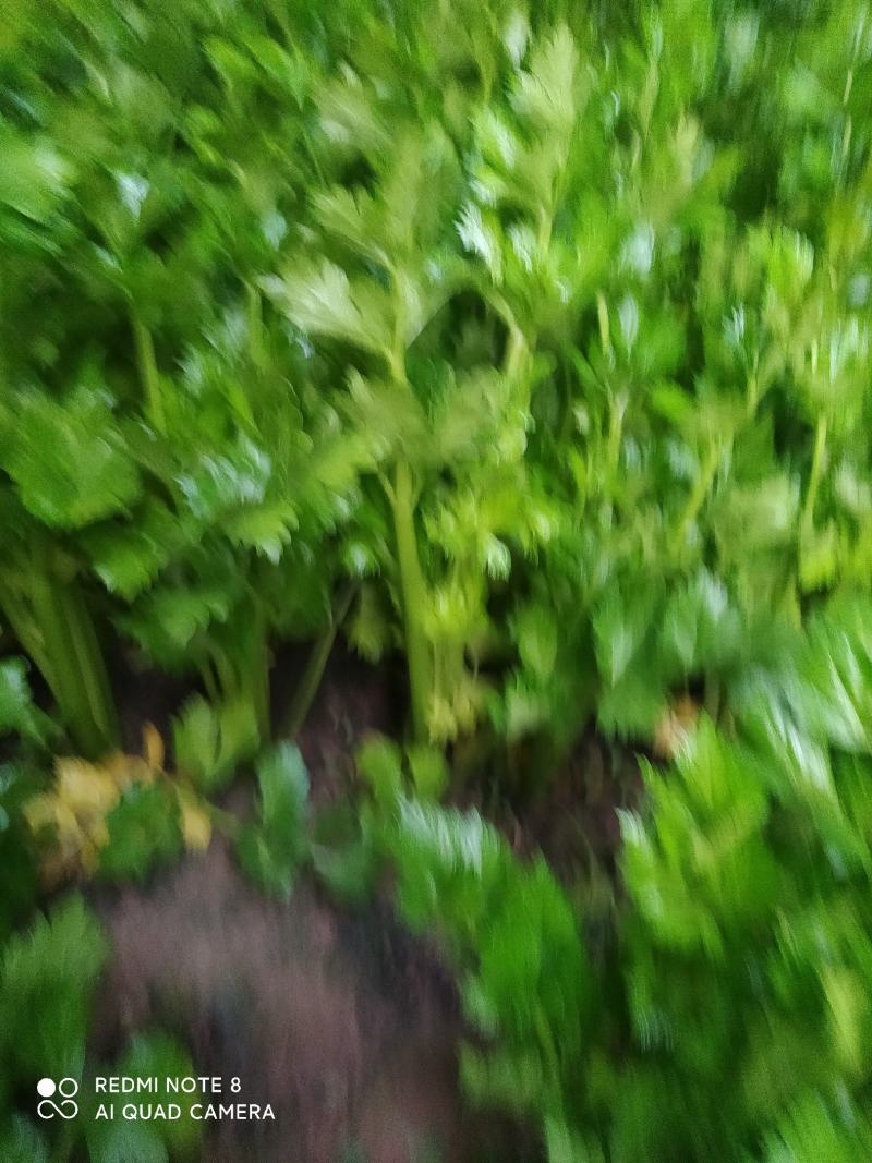 法国皇后，玻璃脆西芹，大中颗，保证质量