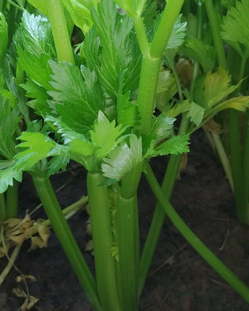 法国皇后，玻璃脆西芹，大中颗，保证质量