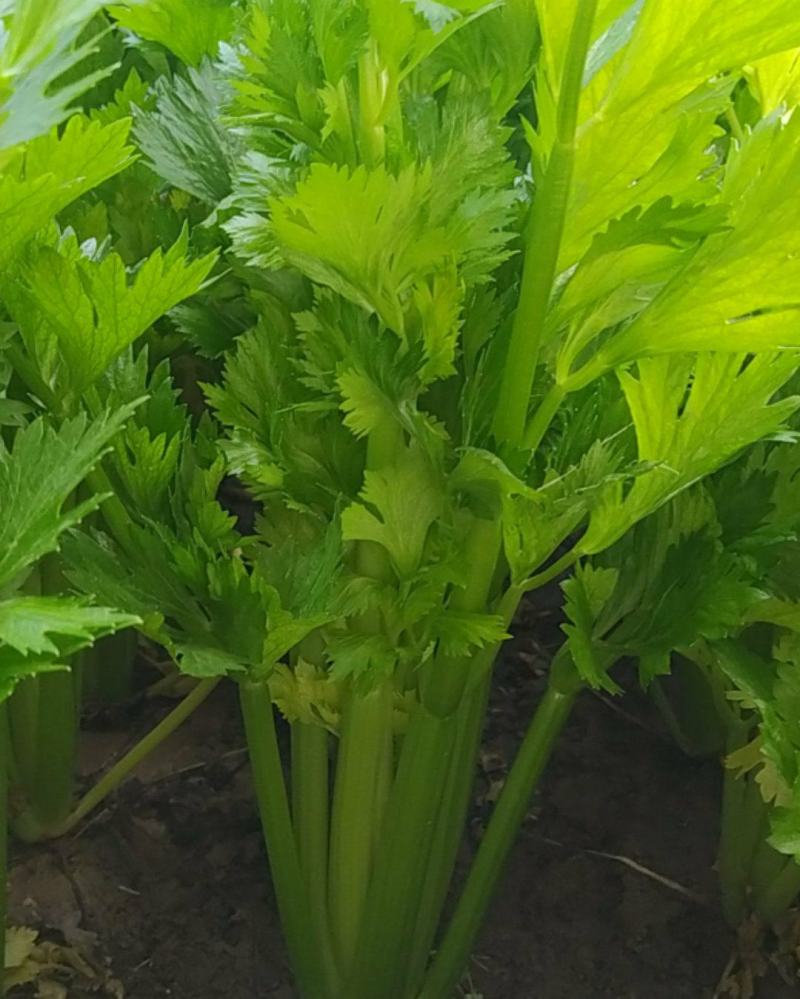 法国皇后，玻璃脆西芹，大中颗，保证质量