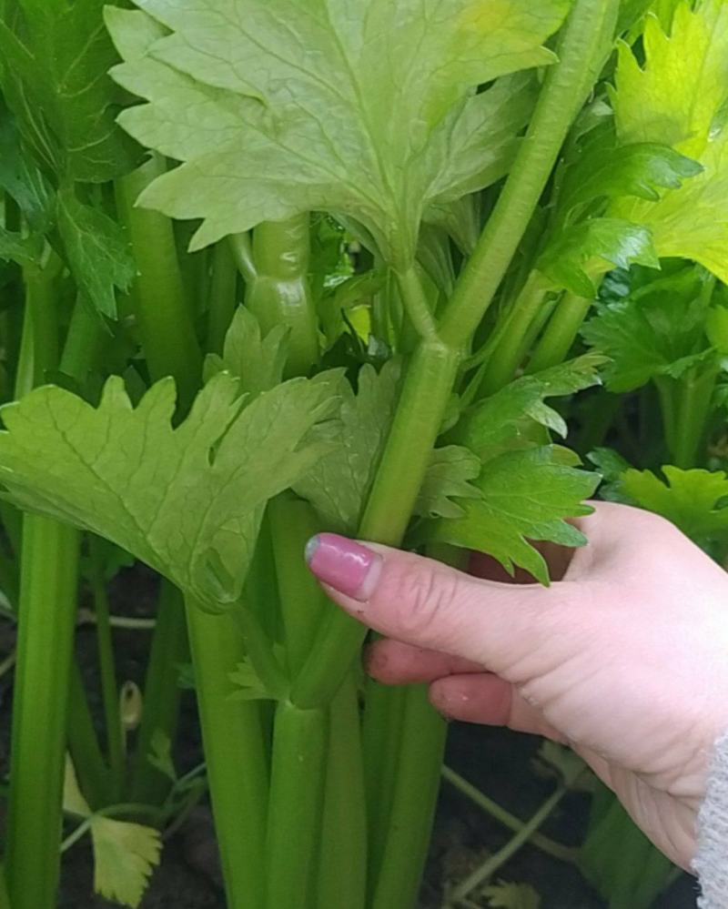 法国皇后，玻璃脆西芹，大中颗，保证质量