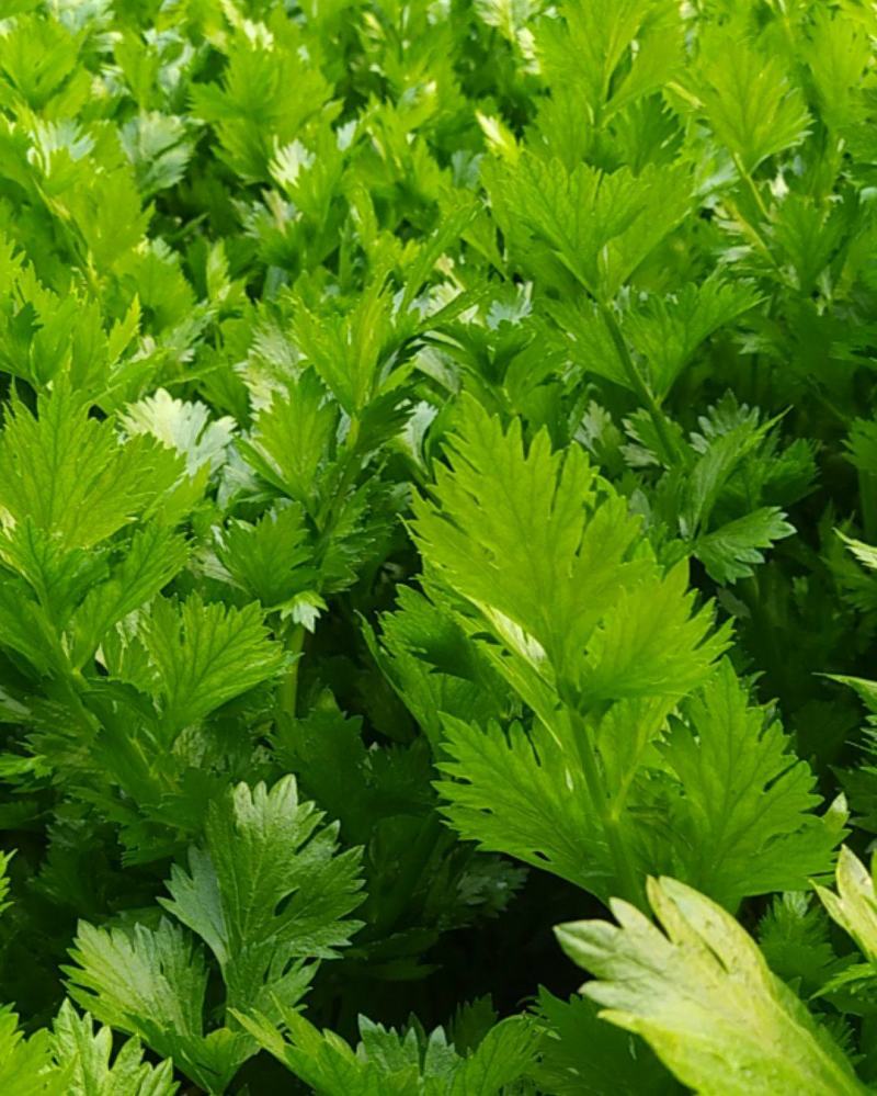 法国皇后，玻璃脆西芹，大中颗，保证质量