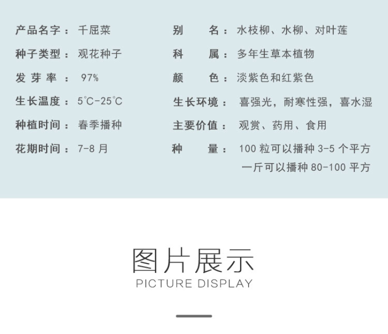 千屈菜种子水生宿根花卉水柳种子景观花卉四季易种耐寒