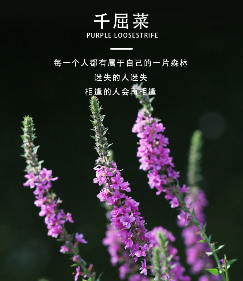 千屈菜种子水生宿根花卉水柳种子景观花卉四季易种耐寒