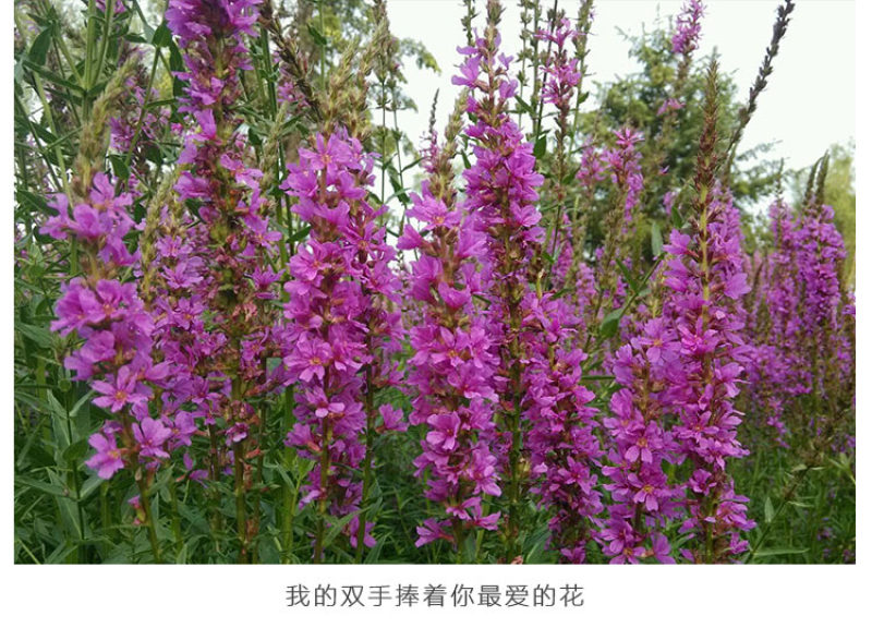 千屈菜种子水生宿根花卉水柳种子景观花卉四季易种耐寒