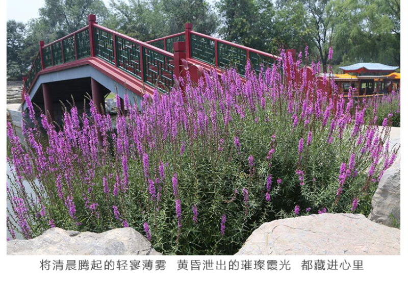 千屈菜种子水生宿根花卉水柳种子景观花卉四季易种耐寒