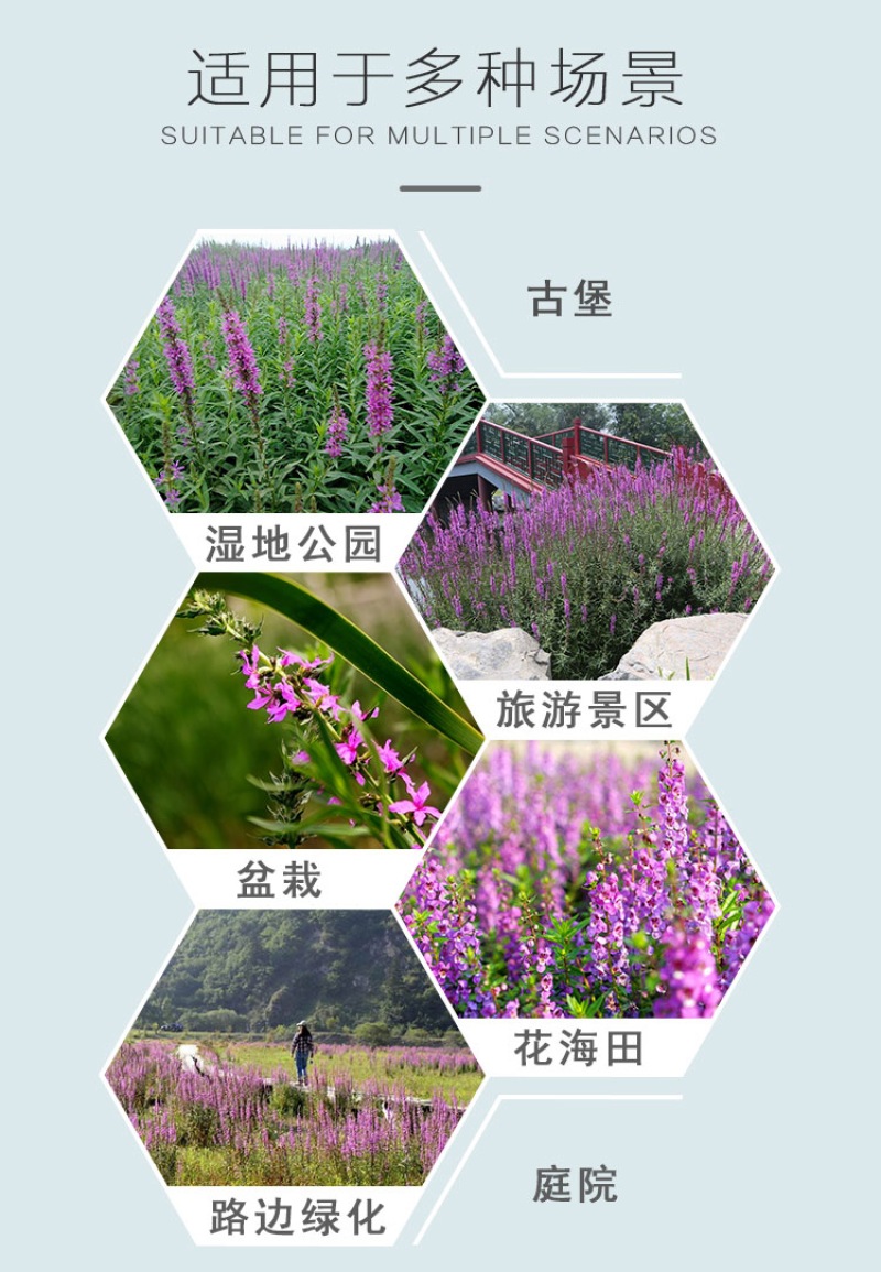千屈菜种子水生宿根花卉水柳种子景观花卉四季易种耐寒