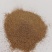 千屈菜种子水生宿根花卉水柳种子景观花卉四季易种耐寒