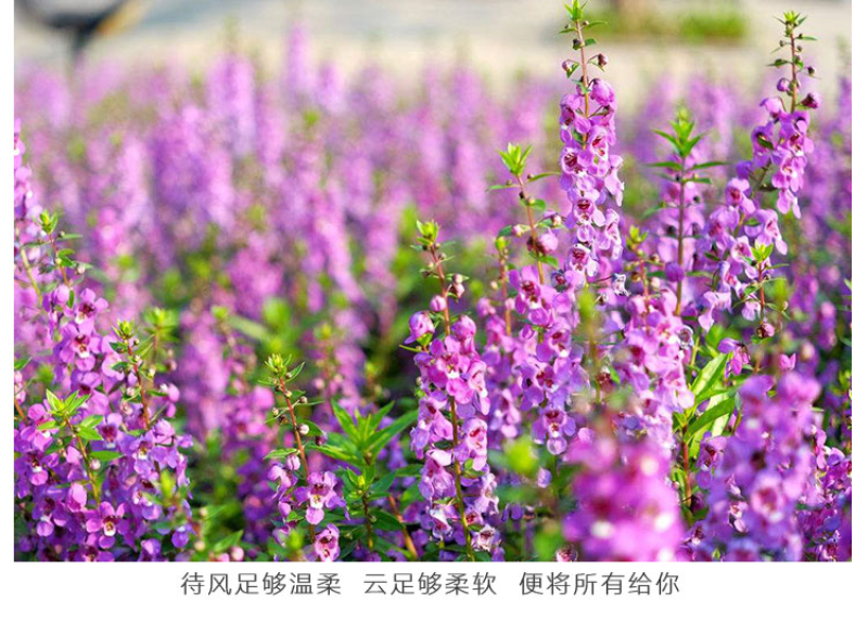 千屈菜种子水生宿根花卉水柳种子景观花卉四季易种耐寒