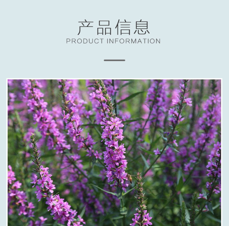 千屈菜种子水生宿根花卉水柳种子景观花卉四季易种耐寒