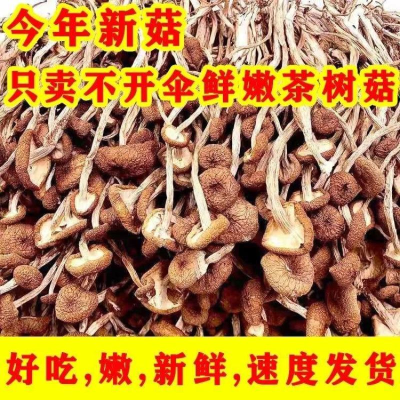 2021年新货不开伞茶树菇批发农家特产干货精选茶树菇无硫