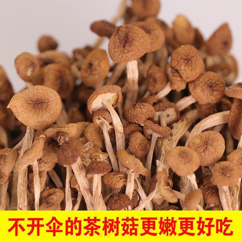 2021年新货不开伞茶树菇批发农家特产干货精选茶树菇无硫