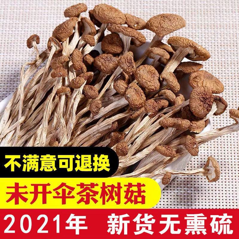 2021年新货不开伞茶树菇批发农家特产干货精选茶树菇无硫