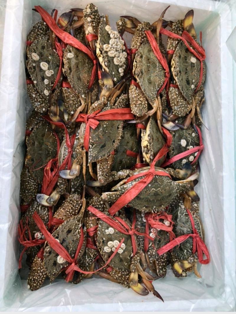 兰花蟹冰鲜，活冻价格便宜船上直供，