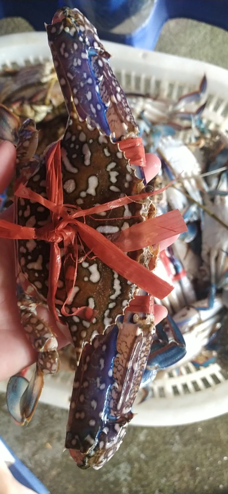 兰花蟹冰鲜，活冻价格便宜船上直供，