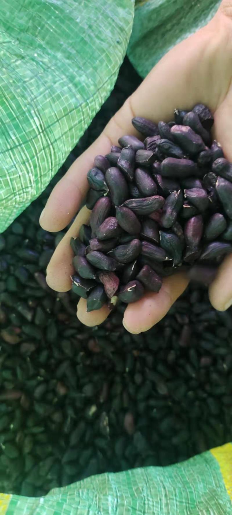 花生米云南普洱黑花生米精选质量颗粒饱满量大从优