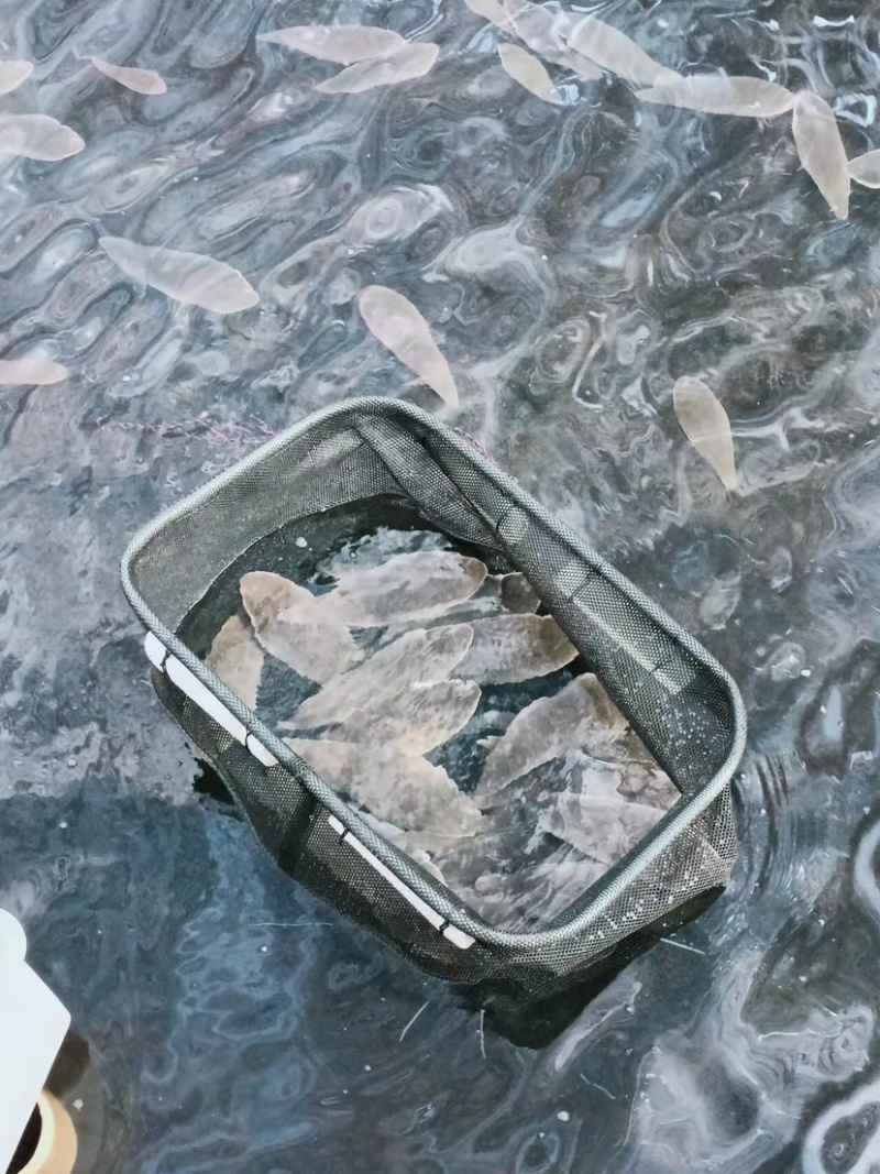 龙利鱼，学名半滑舌鳎，鳎目鱼，批发价出鱼，大量现货