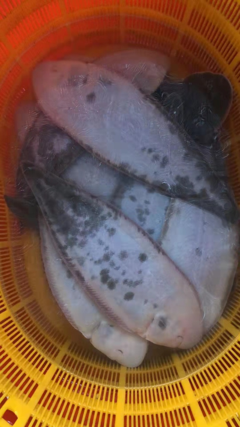 龙利鱼，学名半滑舌鳎，鳎目鱼，批发价出鱼，大量现货