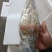 上海宝山江阳水产品龙虾大花龙龙虾，品质保证，量大从优