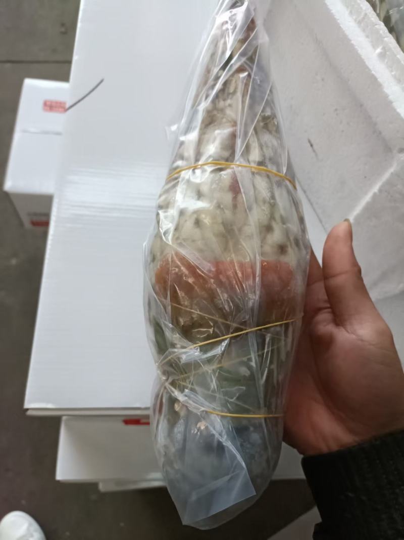 上海宝山江阳水产品龙虾大花龙龙虾，品质保证，量大从优