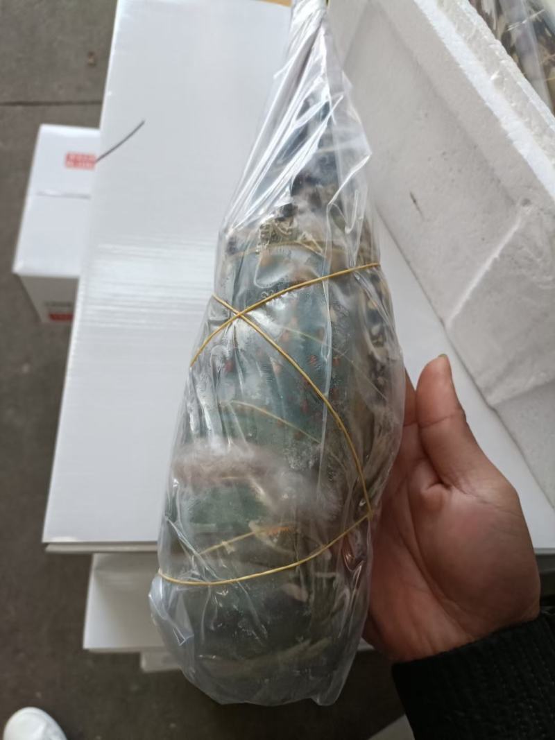 上海宝山江阳水产品龙虾大花龙龙虾，品质保证，量大从优