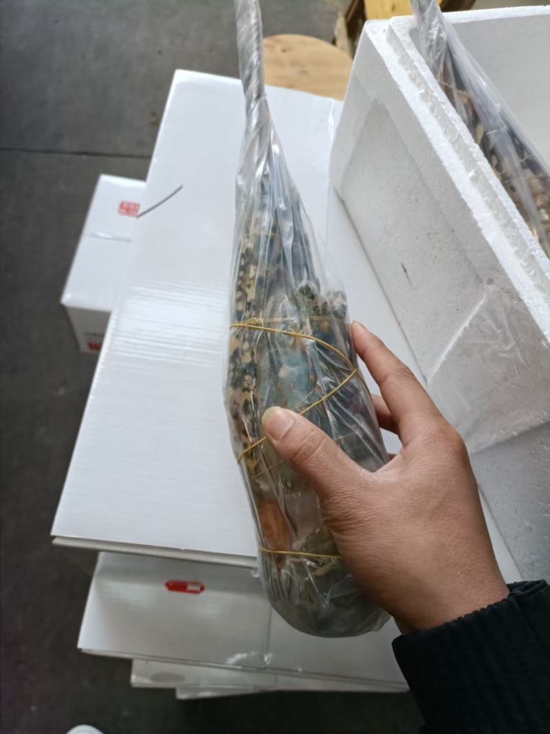 上海宝山江阳水产品龙虾大花龙龙虾，品质保证，量大从优