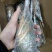 上海宝山江阳水产品龙虾大花龙龙虾，品质保证，量大从优