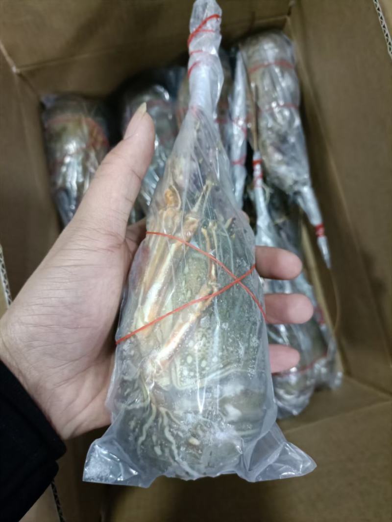 上海宝山江阳水产品龙虾大花龙龙虾，品质保证，量大从优