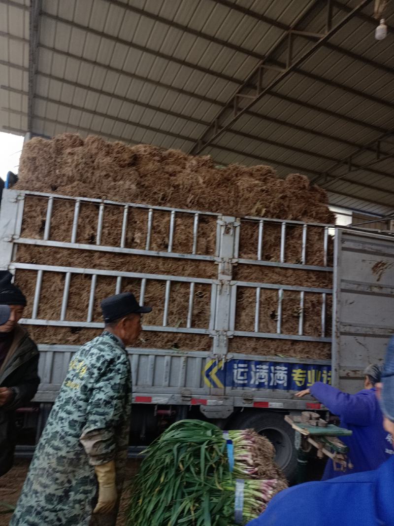 精品红皮蒜苗又涨价了