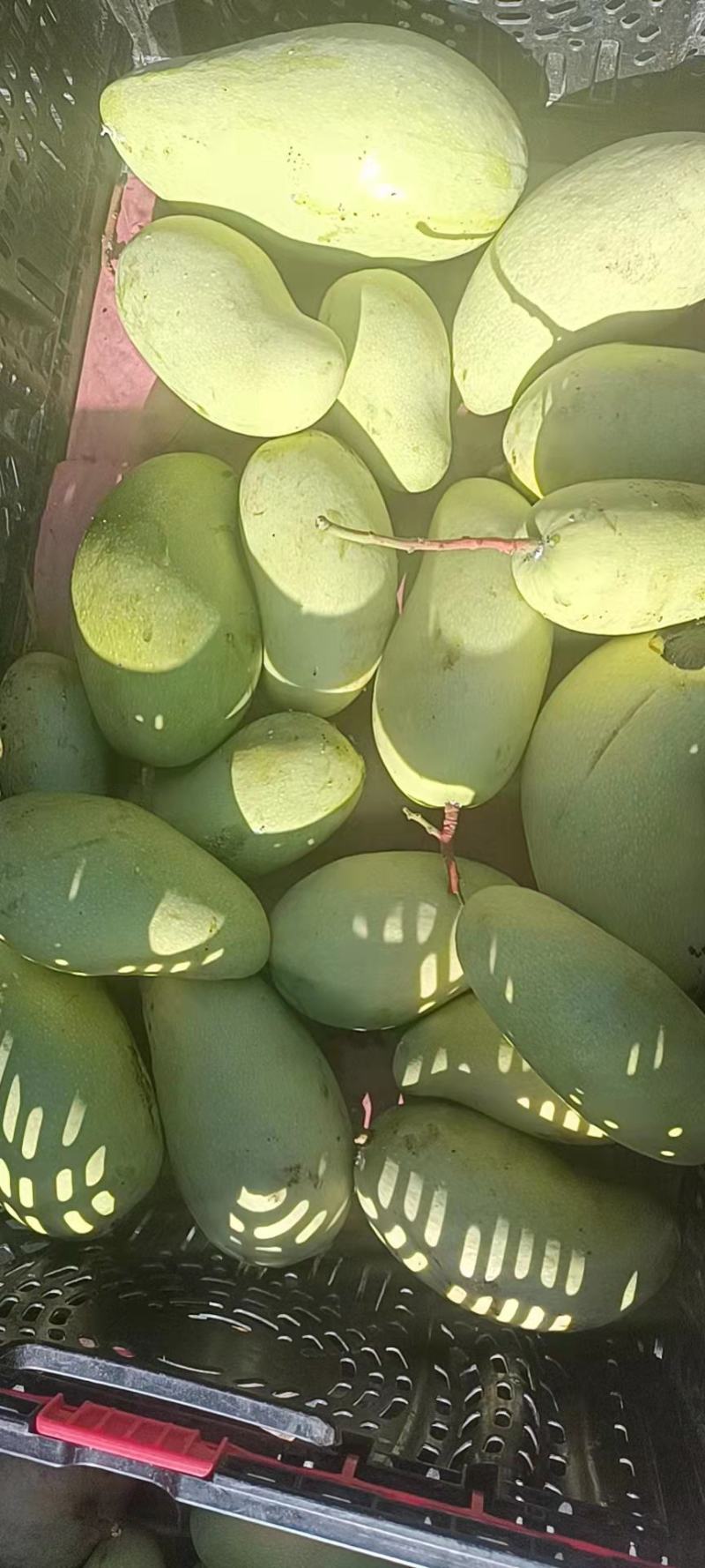 二级果