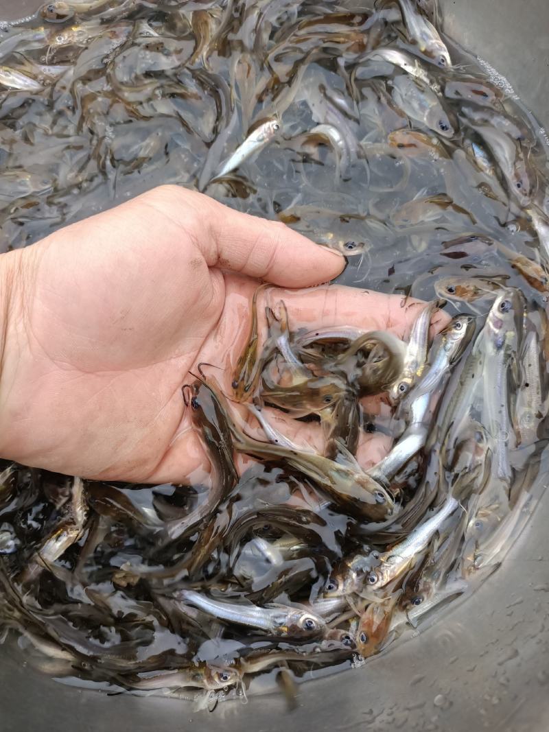 叉尾鱼苗-生长速度快-抗病力强-品种优良，全国发