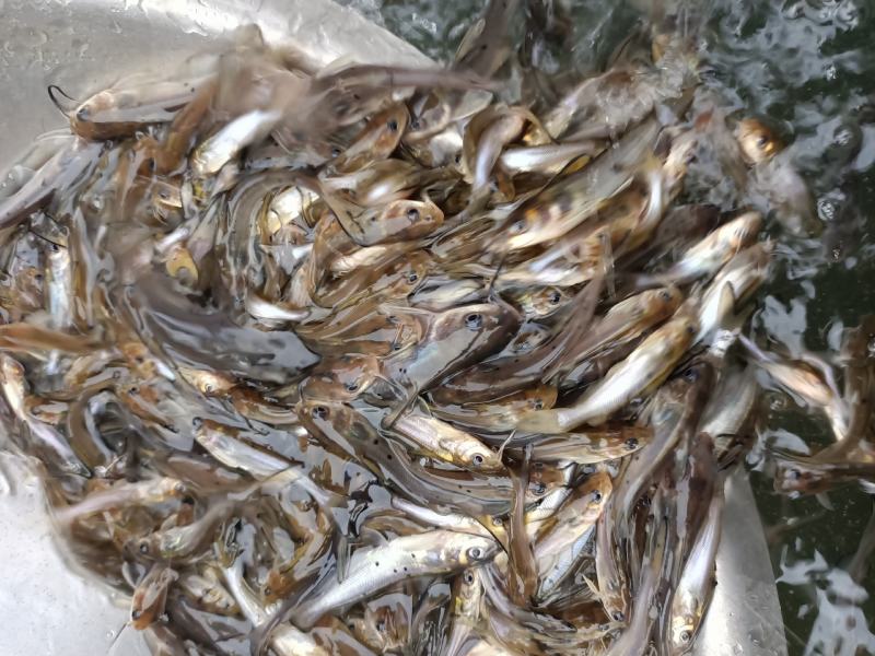 叉尾鱼苗-生长速度快-抗病力强-品种优良，全国发