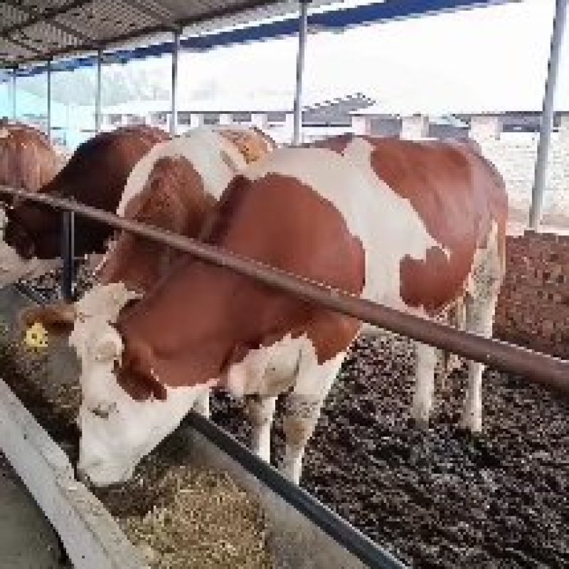 奶牛牛犊，肉牛，西门塔尔牛，小公牛，小母牛。