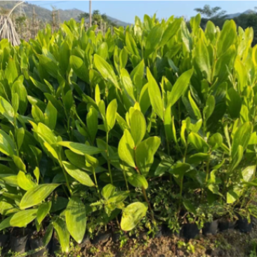 马占相思小苗自家低价出售20-3米高大量现货供应