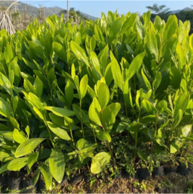 马占相思小苗自家低价出售20-3米高大量现货供应