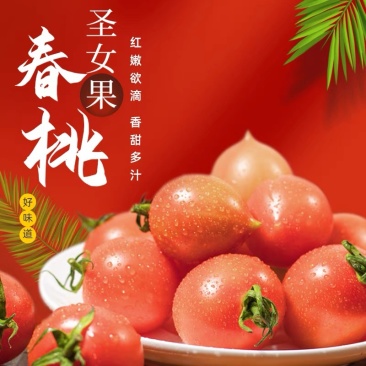 福建基地直供精品春桃铁皮柿子圣女果小番茄西红柿