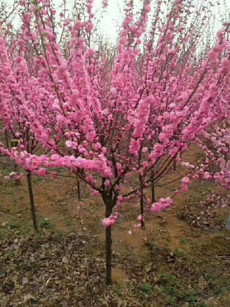 卖榆叶梅树和树苗！保证质量！诚信经营！免费开税票。