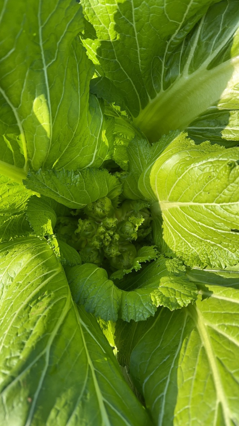 儿菜
