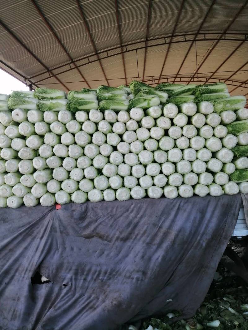 北京三号白菜，冬储北京三号白菜，大量现货