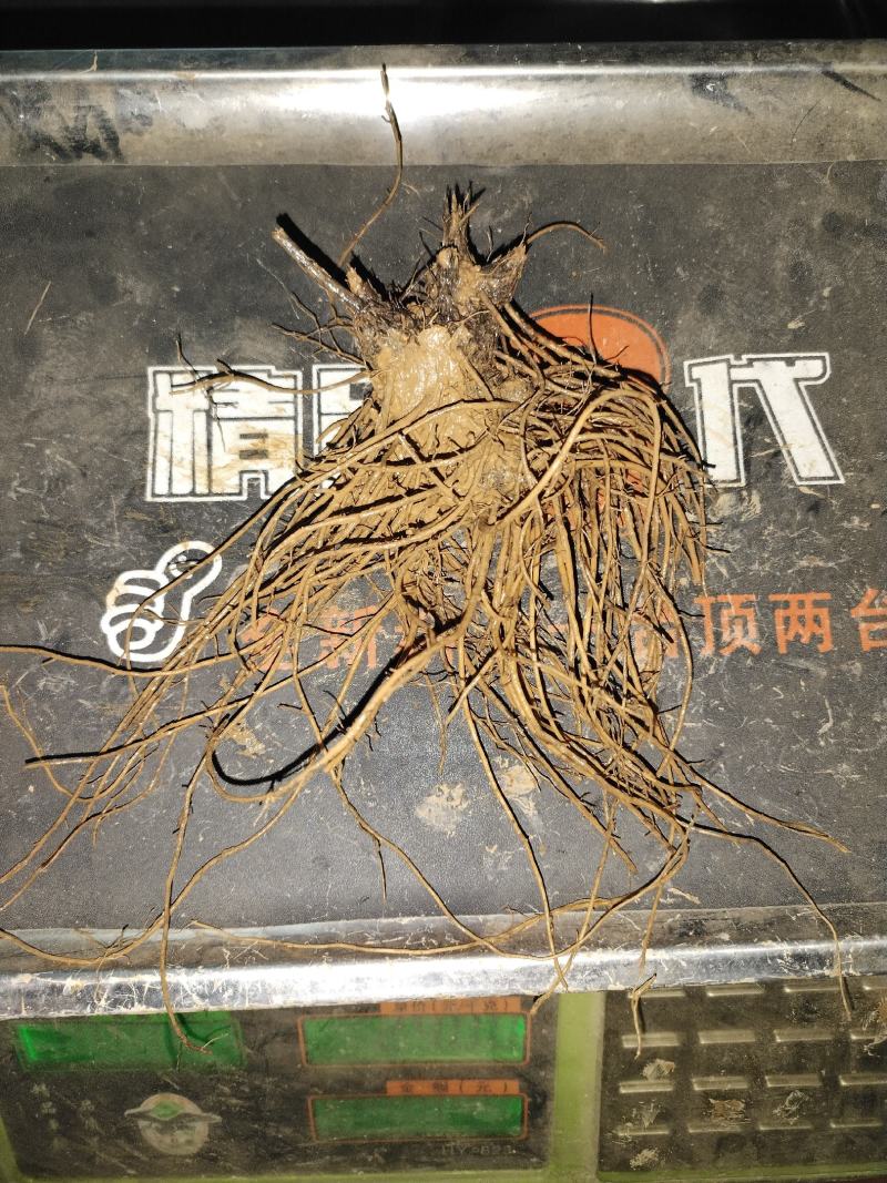 苍术苗，商洛特产黑皮朱砂点苍术苗大量现货，欢迎采购