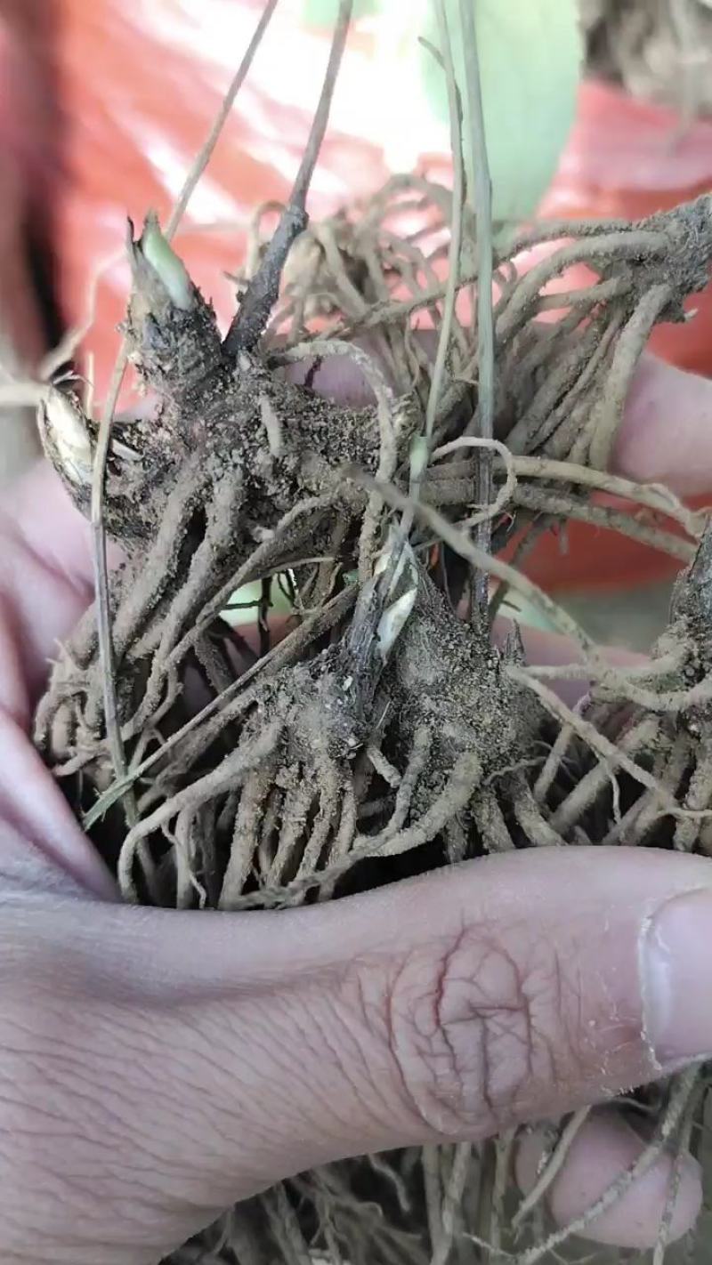 苍术苗，商洛特产黑皮朱砂点苍术苗大量现货，欢迎采购
