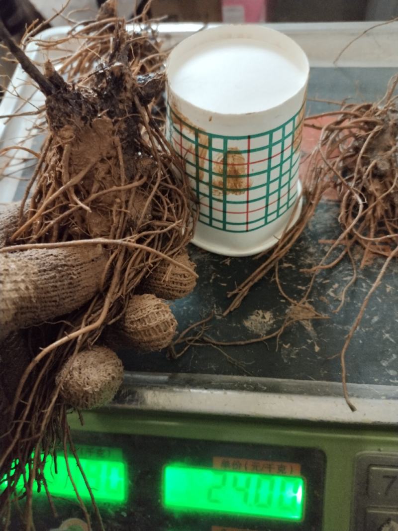 苍术苗，商洛特产黑皮朱砂点苍术苗大量现货，欢迎采购