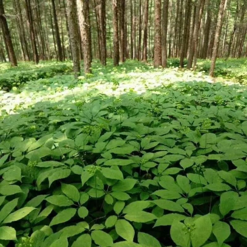 长白山人参参花散装人参花花茶大花蕾新货人参花
