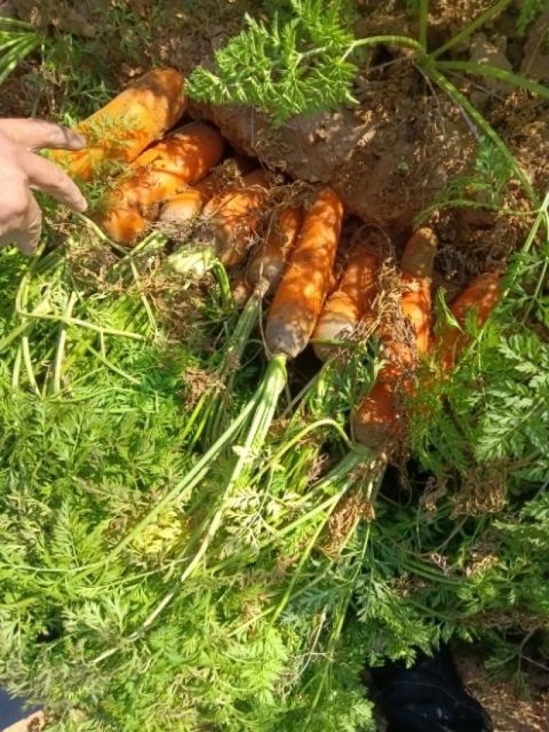 胡萝卜，不添加防腐剂，原汁原味，富含胡萝卜素等多种维生素