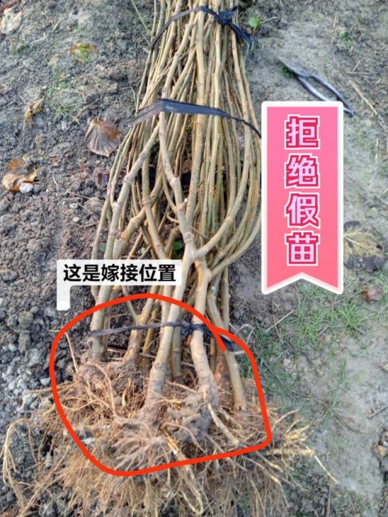 当年挂果2年小树无籽大十台湾长果白长果桑四季果桑